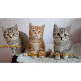 Британские котята